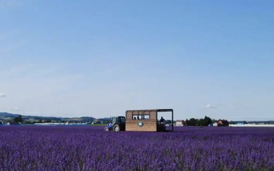 The leisurely ride goes through the purple field in 15 to 20 minutes