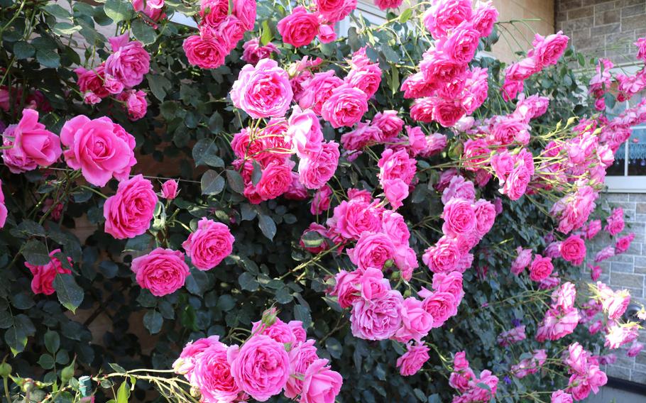 Pink roses in the garden.