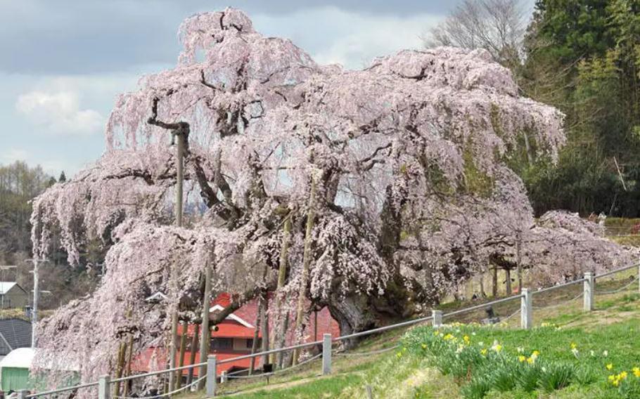 The 1000 year old Miharu Takizakura sakura tree in Fukushima Prefecture