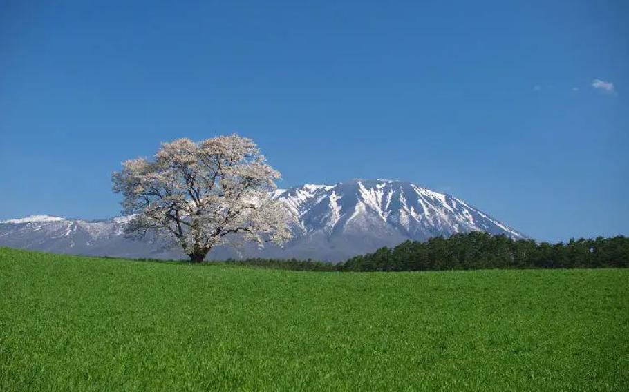 Solitary Cherry Tree at KOIWAI FARM, Iwate Prefecture.