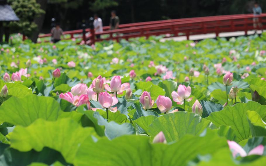 lotus blossoms are in full bloom at Saruka Park.