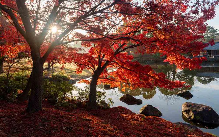 Nara Park