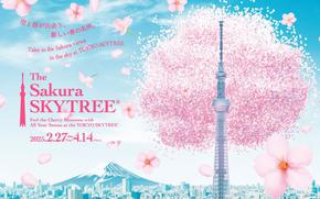 flyer promoting the sakura skytree 2025. cherry blossom is blooming on the top part of skytree.