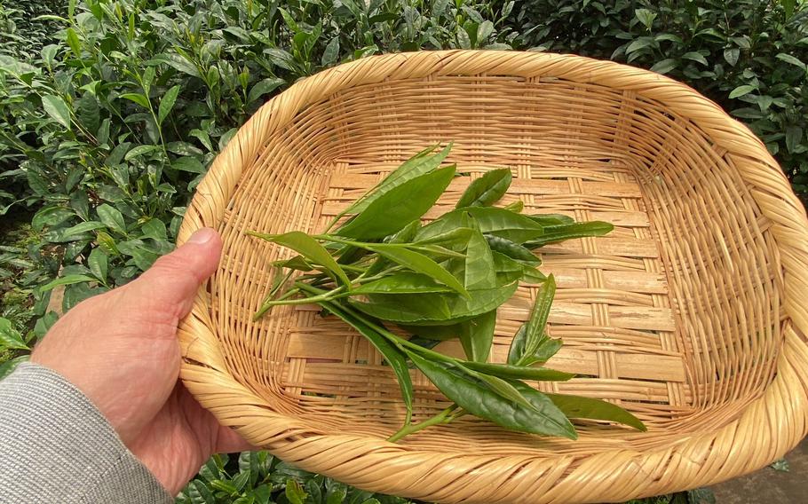 Yamataka Sakurai Seicha Tea Farm