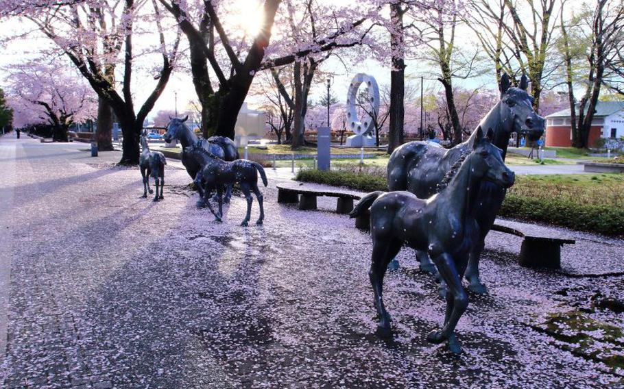 horse statues and cherry blossom on Kanchogai Street