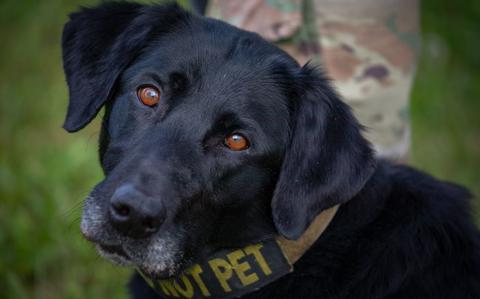 Photo Of Splash, 374th Security Forces Squadron military working dog, attends a retreat ceremony at Yokota Air Base, Japan. Team Yokota members gathered for a retreat ceremony to conclude National Police Week, honoring law enforcement personnel and their service. 