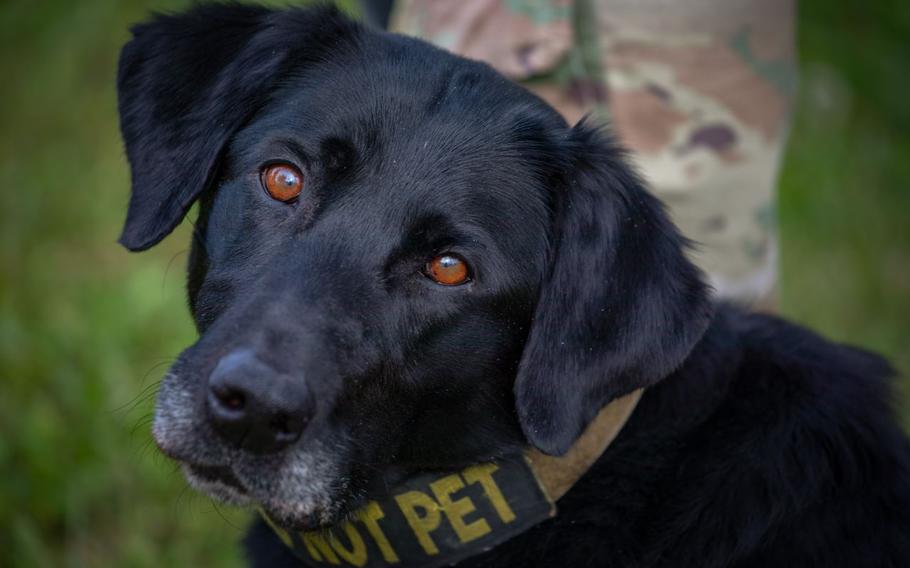 Splash, 374th Security Forces Squadron military working dog, attends a retreat ceremony at Yokota Air Base, Japan. Team Yokota members gathered for a retreat ceremony to conclude National Police Week, honoring law enforcement personnel and their service. 