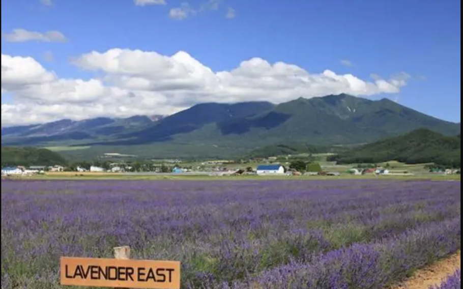 A huge lavender field the size of 3 Tokyo Domes, with about 90,000 flowers planted here.