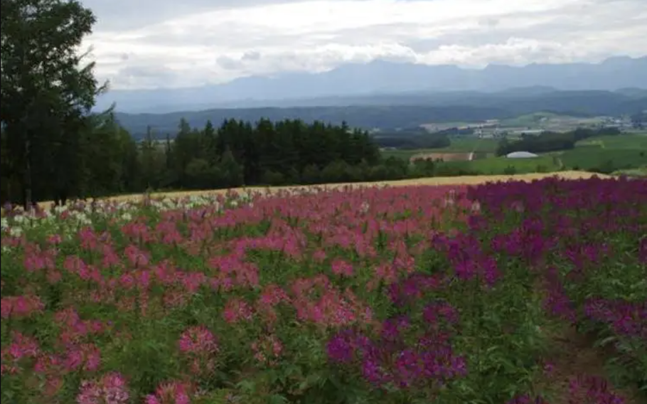 The best season to view the Spider flower fields is early to late August.