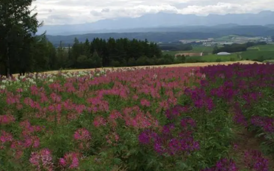 The best season to view the Spider flower fields is early to late August