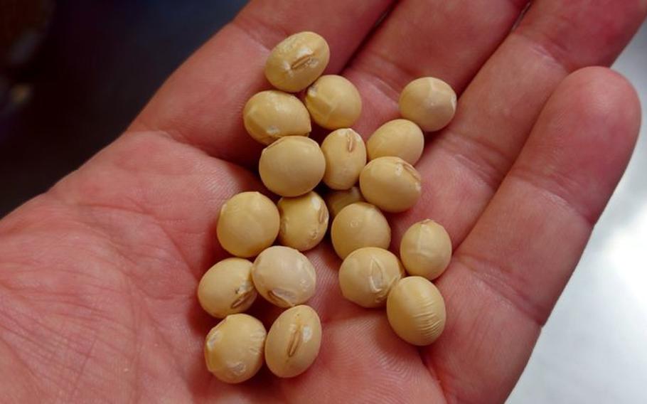 Akebono soybeans
 on one’s hand.