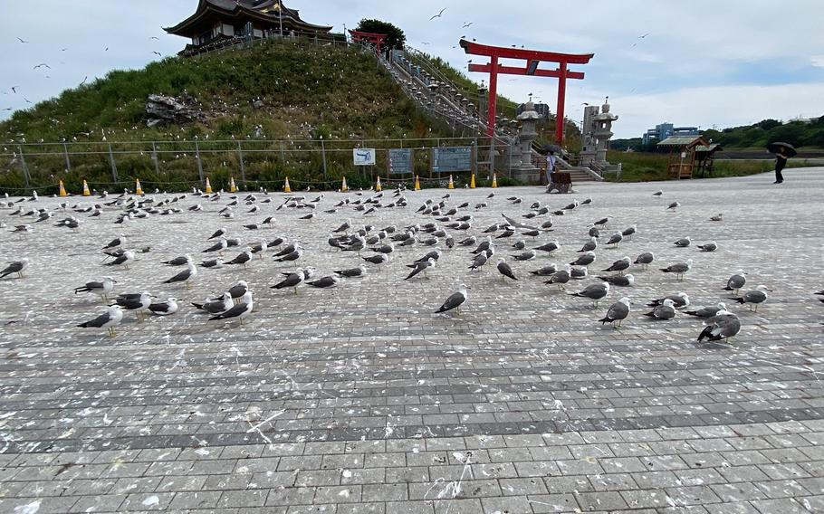 Umineko black-tailed sea gulls are on the road.