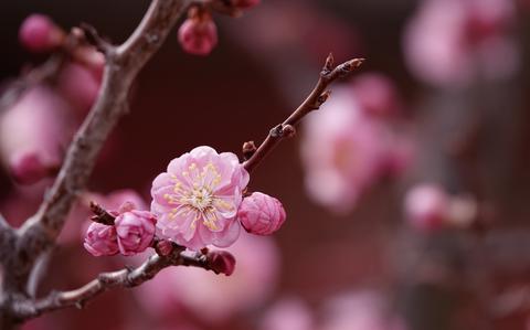 Photo Of A blooming plum flower.