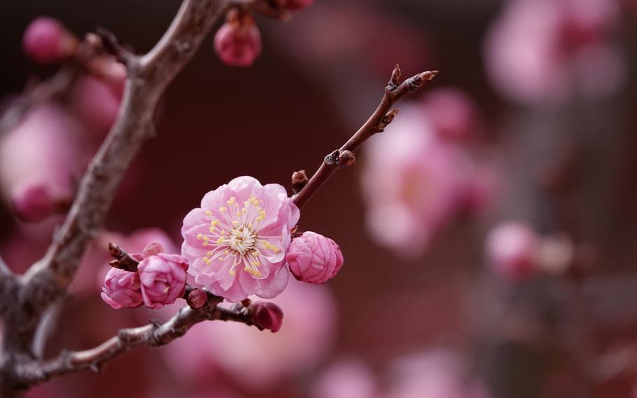 A blooming plum flower.