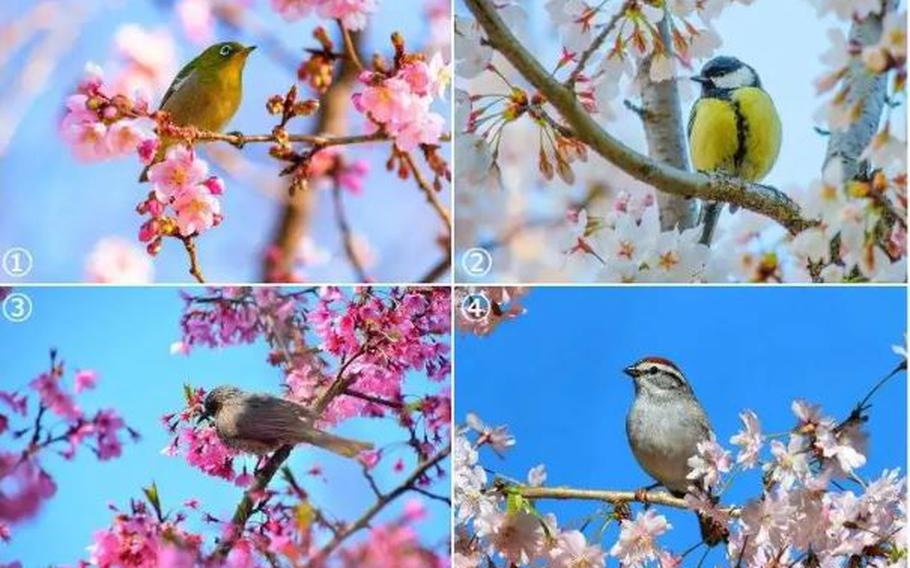 1: Japanese white-eye / 2: Japanese tit / 3: Brown-eared bulbul / 4: Sparrow