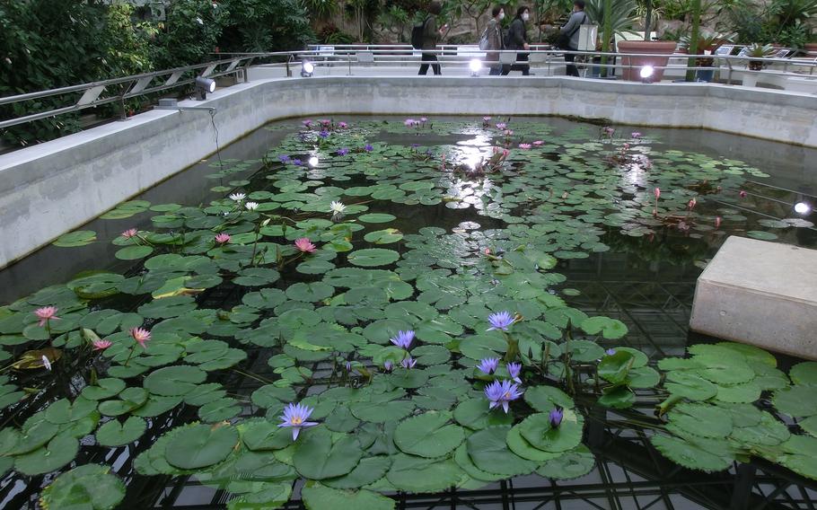 Tropical Water Lilies room