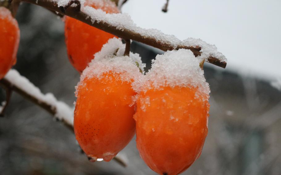 Snow is falling on a persimmon tree.