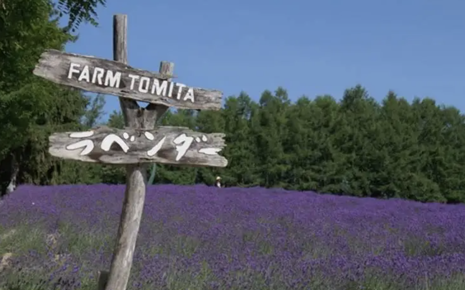 Farm Tomita sign and lavender field