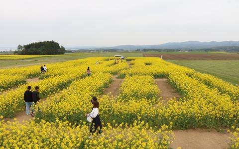 Photo Of Bright colza flowers create dreamy landscape near Misawa AB