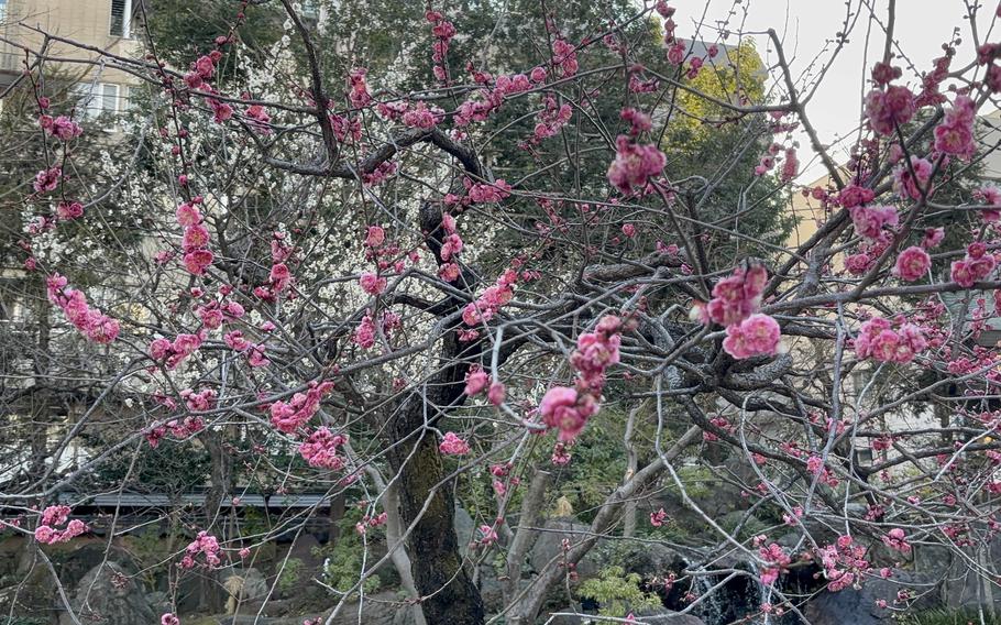 plum blossoms.