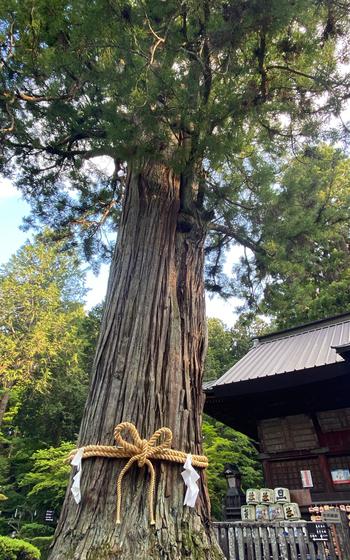 Sennen Sugi (One-thousand-years-old cedar tree)