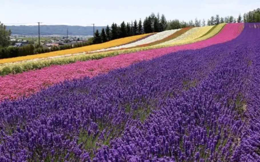 A hill covered with colorful flowers, Irodori Field is a famous spot for snapping pictures