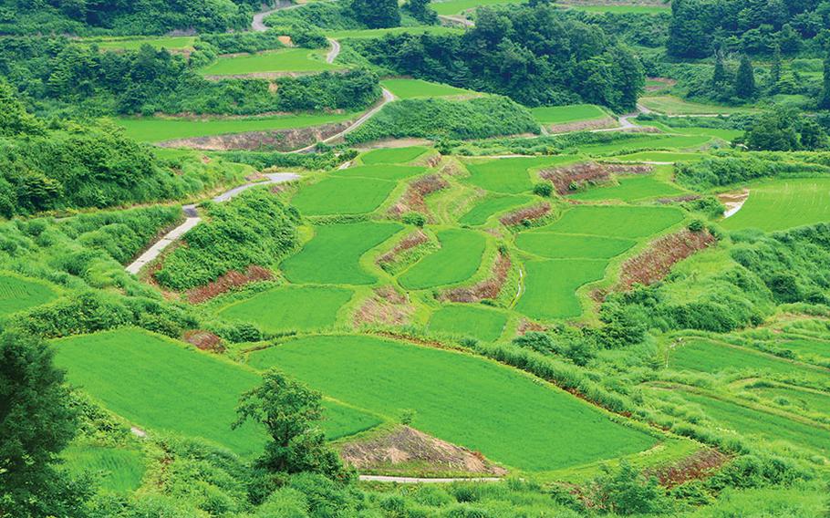 Terraced rice fields.