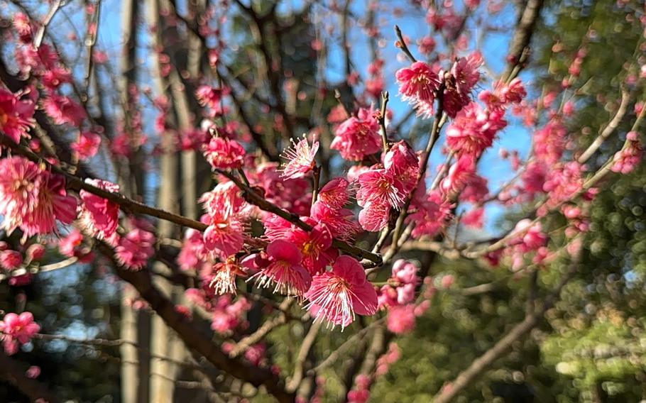 plum blossoms