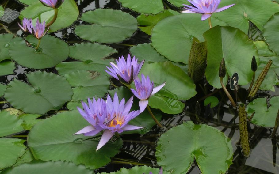 Tropical Water Lilies room