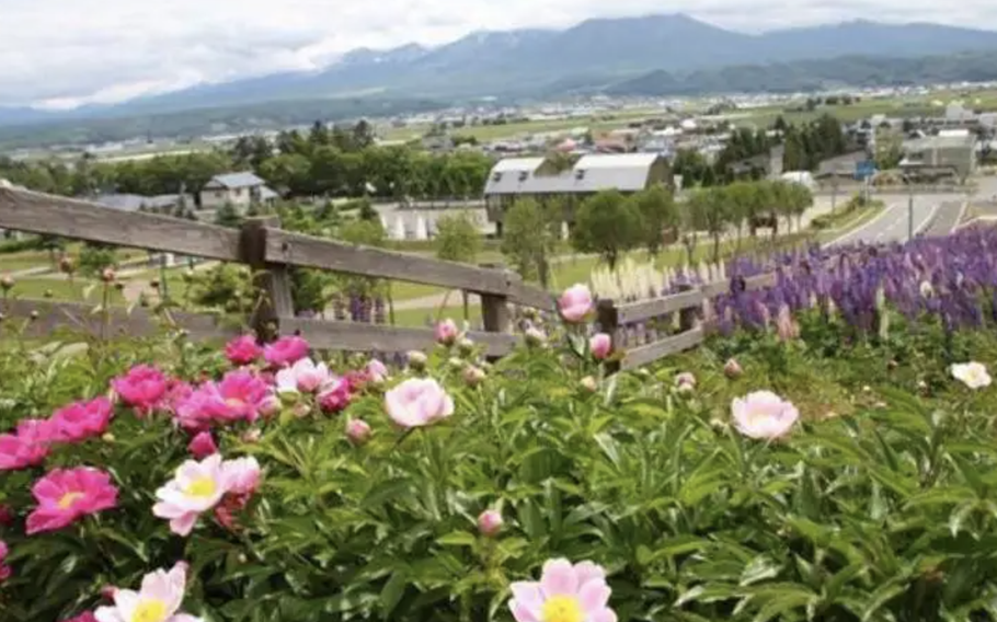 There are also other flowers such as Chinese peony, marigold and white sage for your viewing pleasure.