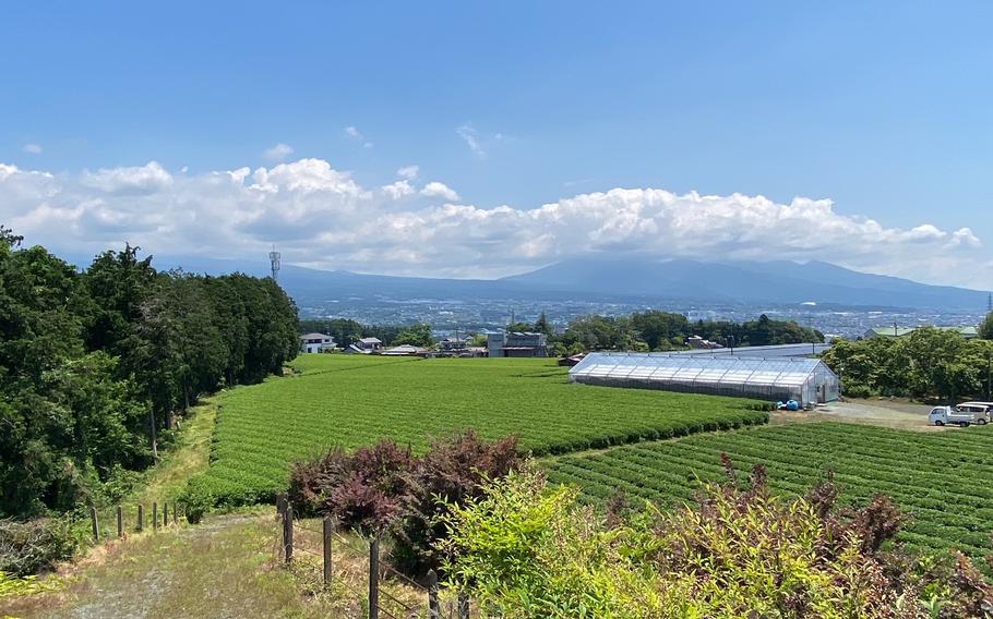 Yamataka Sakurai Seicha Tea Farm