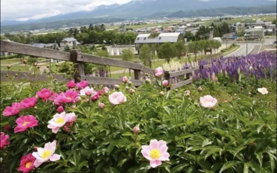 There are also other flowers such as Chinese peony, marigold and white sage for your viewing pleasure.