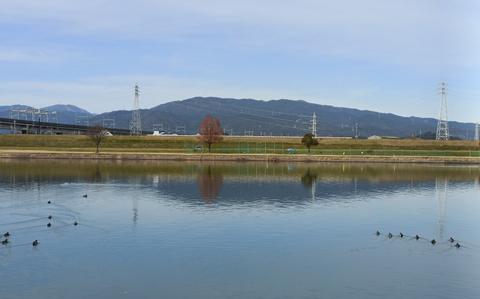 Photo Of Some birds are on the Chikugo.
