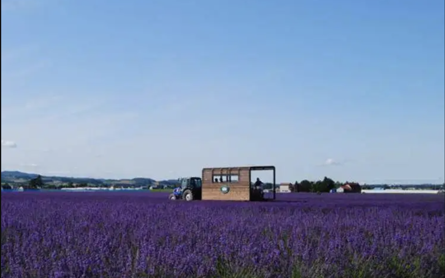 The leisurely ride goes through the purple field in 15 to 20 minutes.