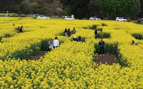 Visitors enjoying the maze laid out in the flower field.