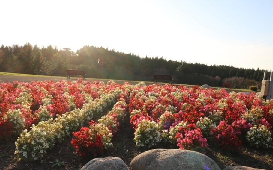 Flowers are all over on Shirakami-Sanchi mountain range.