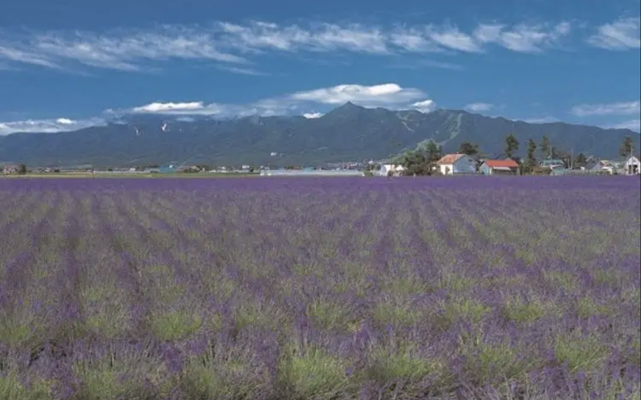 Noushi Hayazaki and Okamuaraski are planted here. The best season to visit is mid-July.