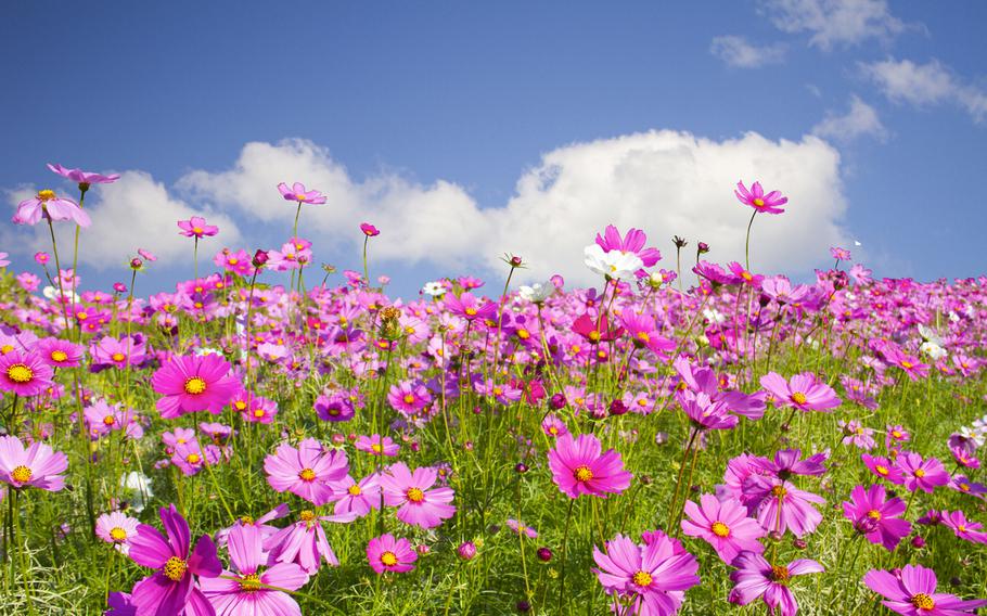 Sweet cosmos flower on blue sky background with soft clouds