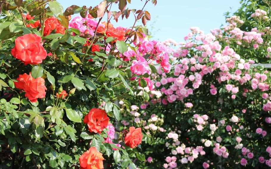 Several kinds of roses in the garden.