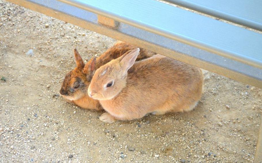 Two bunnies relaxing under a bench