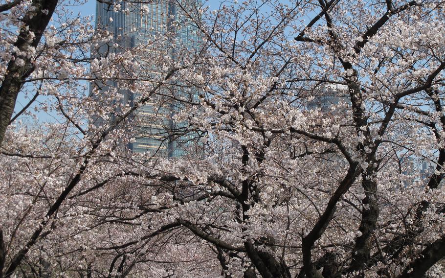 cherry blossoms. a building can be seen behind the trees.