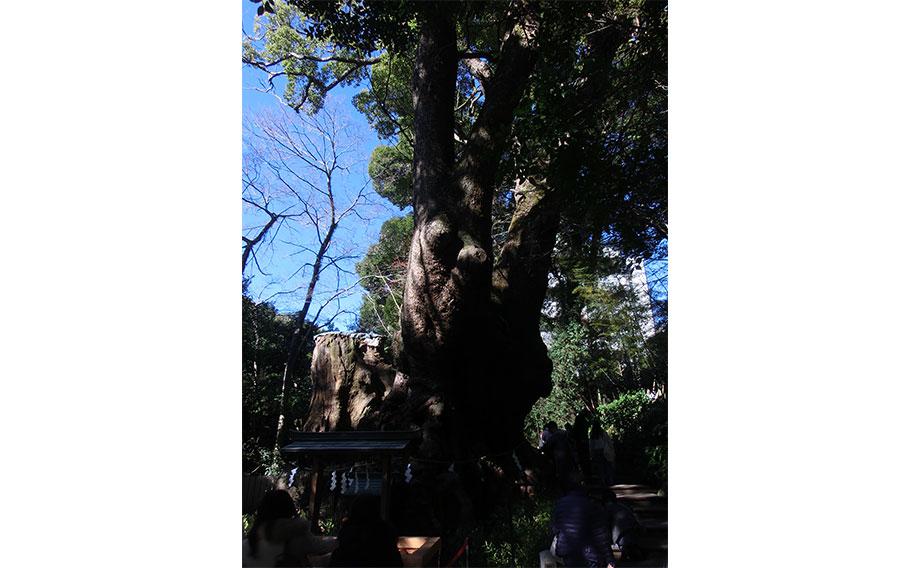 the 2,000-year-old camphor tree.