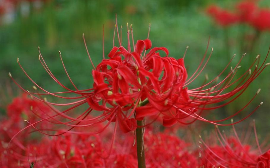 Close up of the spider lily.