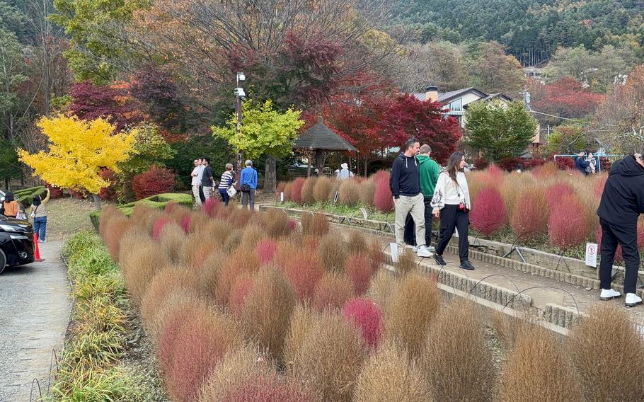 visitors enjyoing autumn leaves of bush.