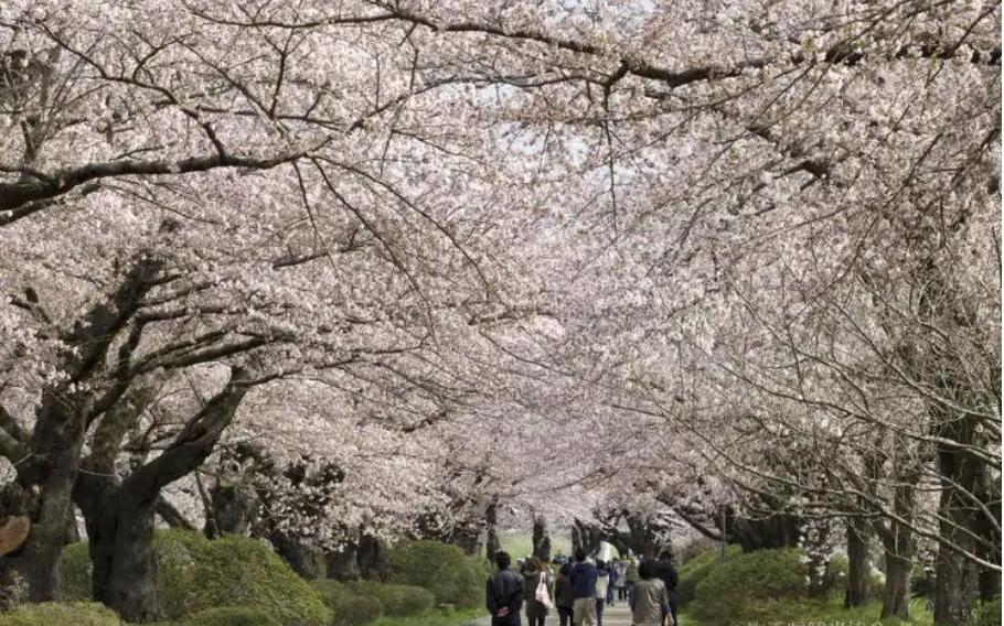 Tohoku sakura blossoms at Kitakami Tenshochi Park in Iwate Prefecture