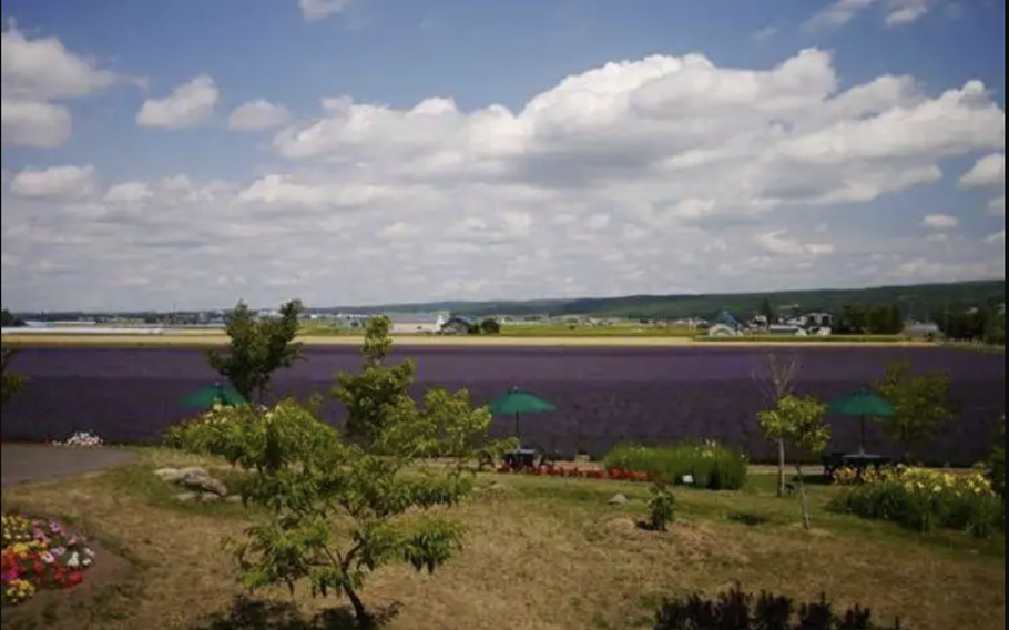 View of the lavender field form the observation deck. In front is the Fragrant Breeze Hill.