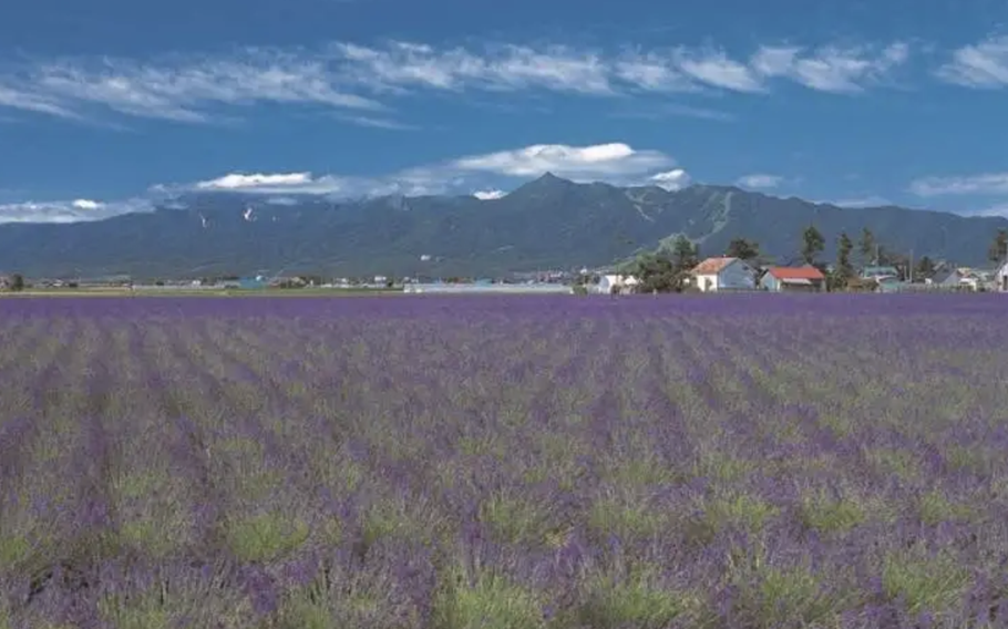 Noushi Hayazaki and Okamuaraski are planted here. The best season to visit is mid-July
