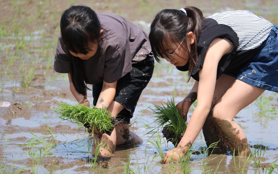 Two girls are planting rice.