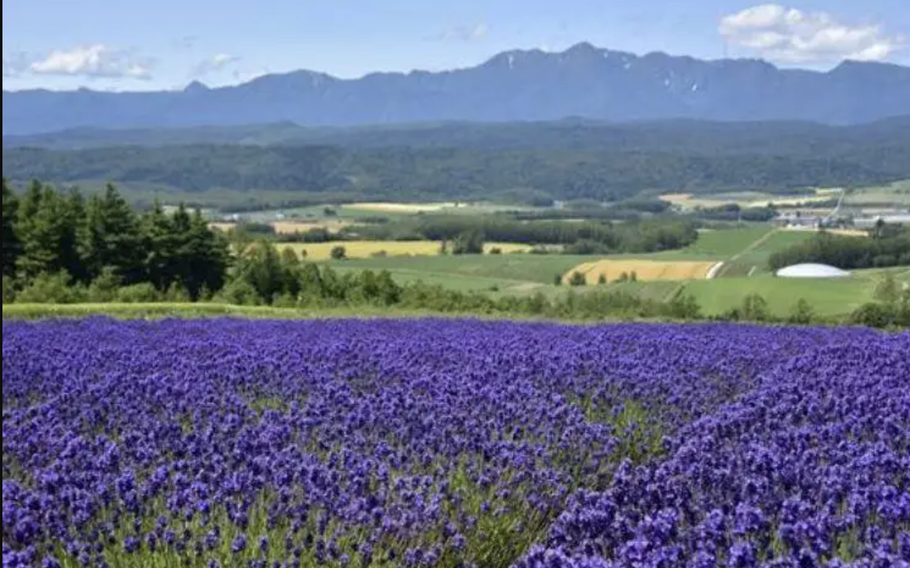 One of the charms of the Furano flower fields district is that you can view the majestic landscapes and flower fields from several locations!