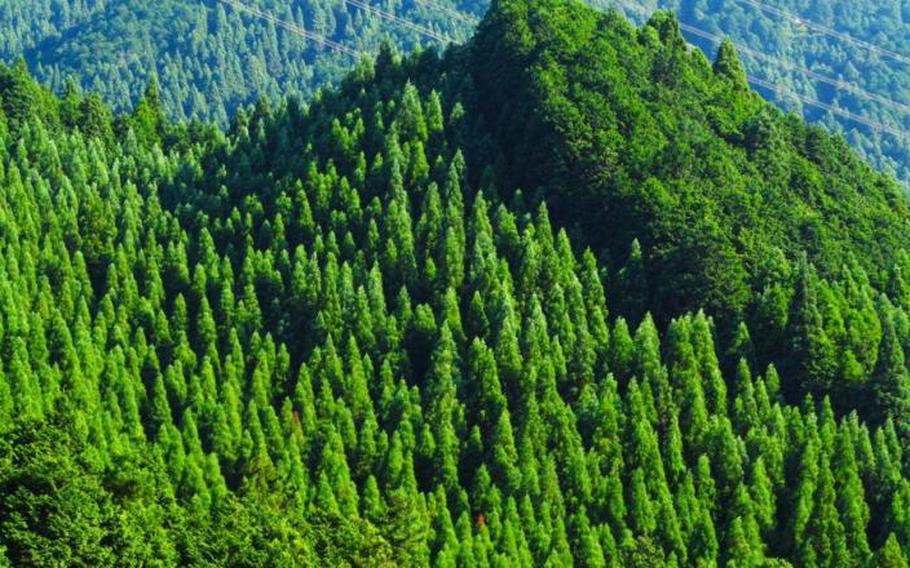 Sugi and hinoki trees are the culprits for Japans hay fever problems.